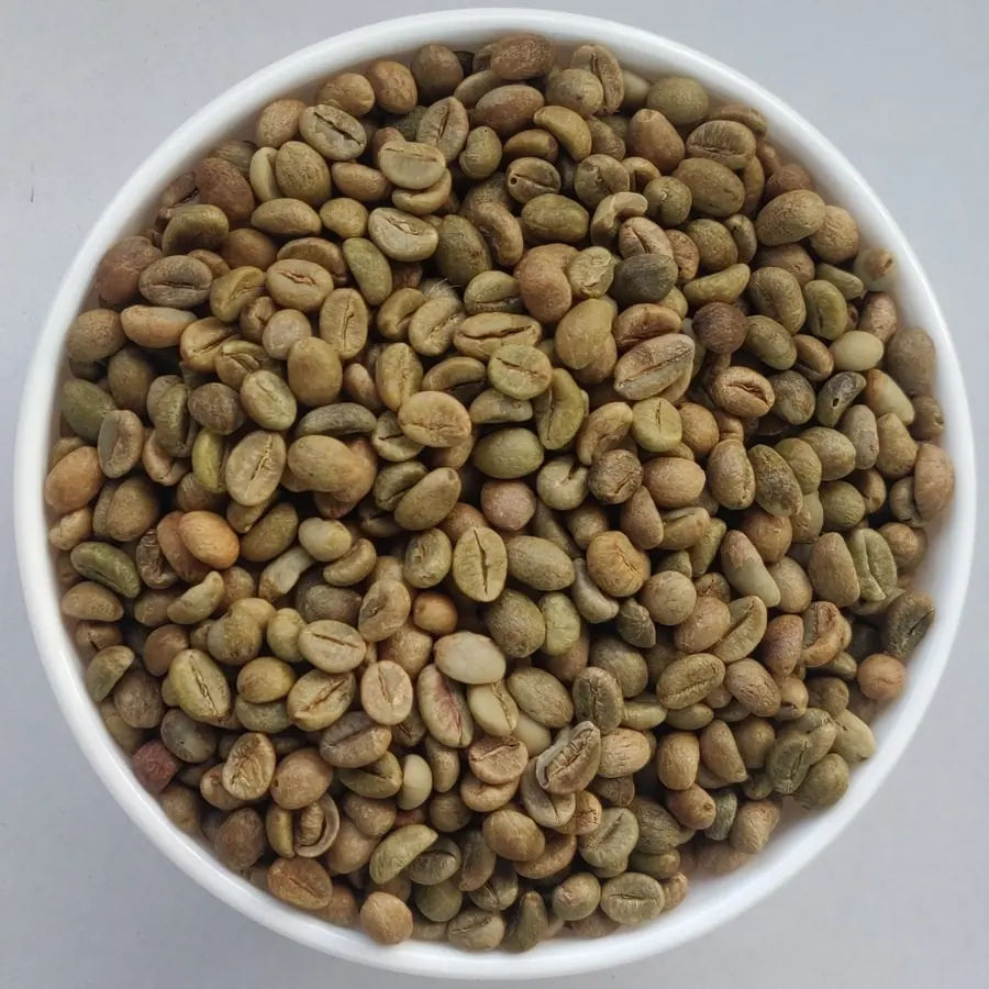 Robusta Parchment