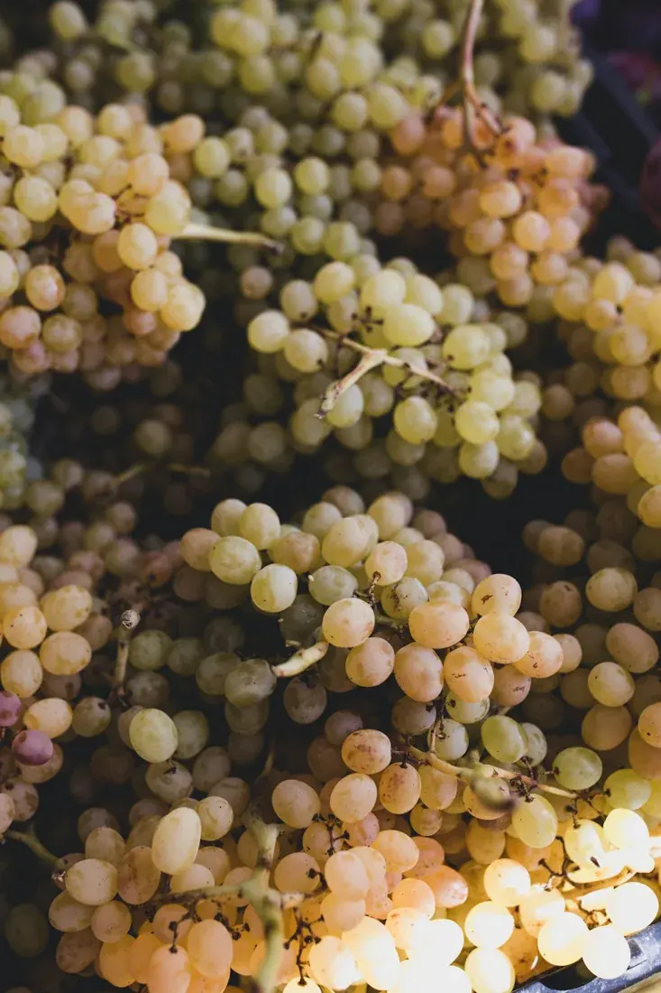 Bunches of pale green grapes.