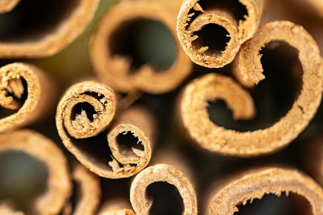 Close-up of rolled cinnamon bark sticks