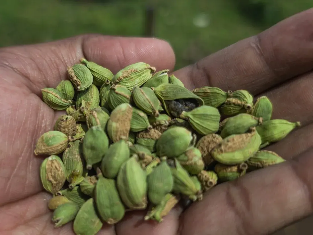 Green cardamom pods held in a hand