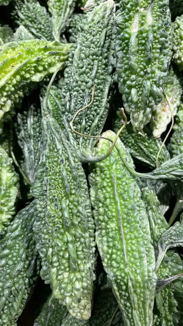 Fresh bumpy green bitter gourds