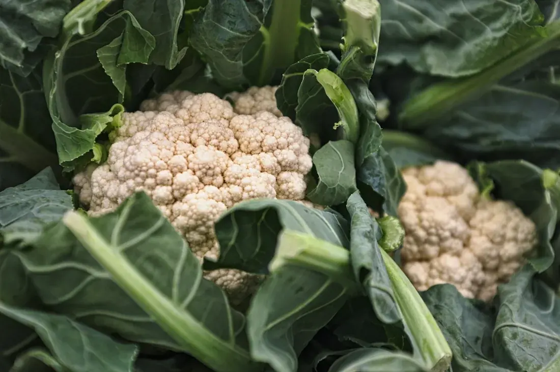 Fresh white cauliflower heads surrounded by green leaves