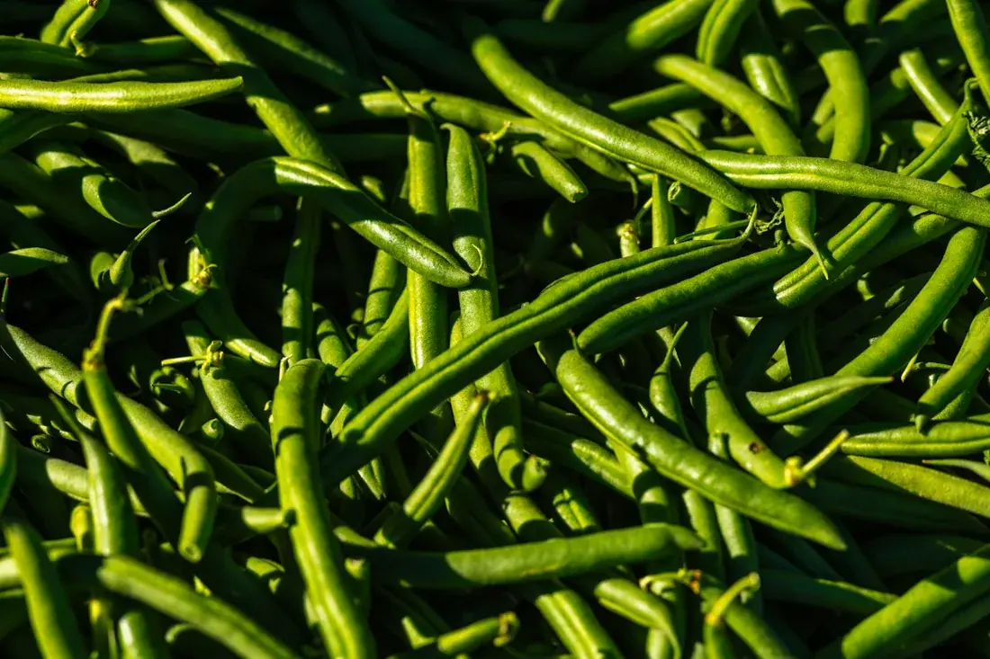 Fresh slender green French bean pods