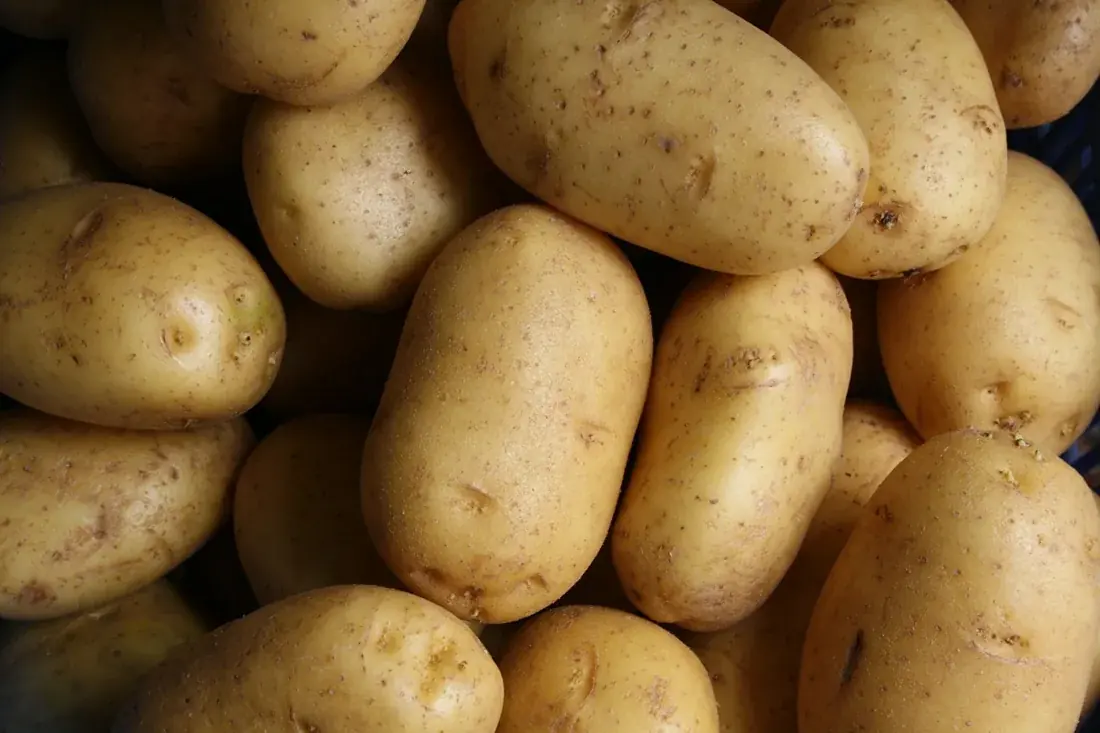 Pile of fresh brown potatoes